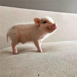 吃瓜猪娱乐新型道歉方式,新型道歉方式席卷娱乐圈